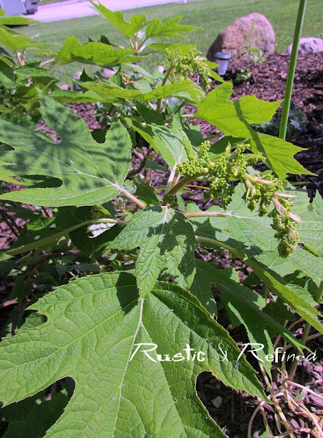 Oakleaf Hydrangea