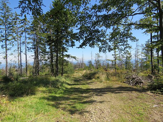 Pod Velkým Polomem (980 m n.p.m.).