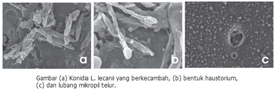 Mengendalikan Hama Pengisap Polong Dengan Jamur Entomopatogen Mengendalikan Hama Pengisap Polong Dengan Jamur Entomopatogen