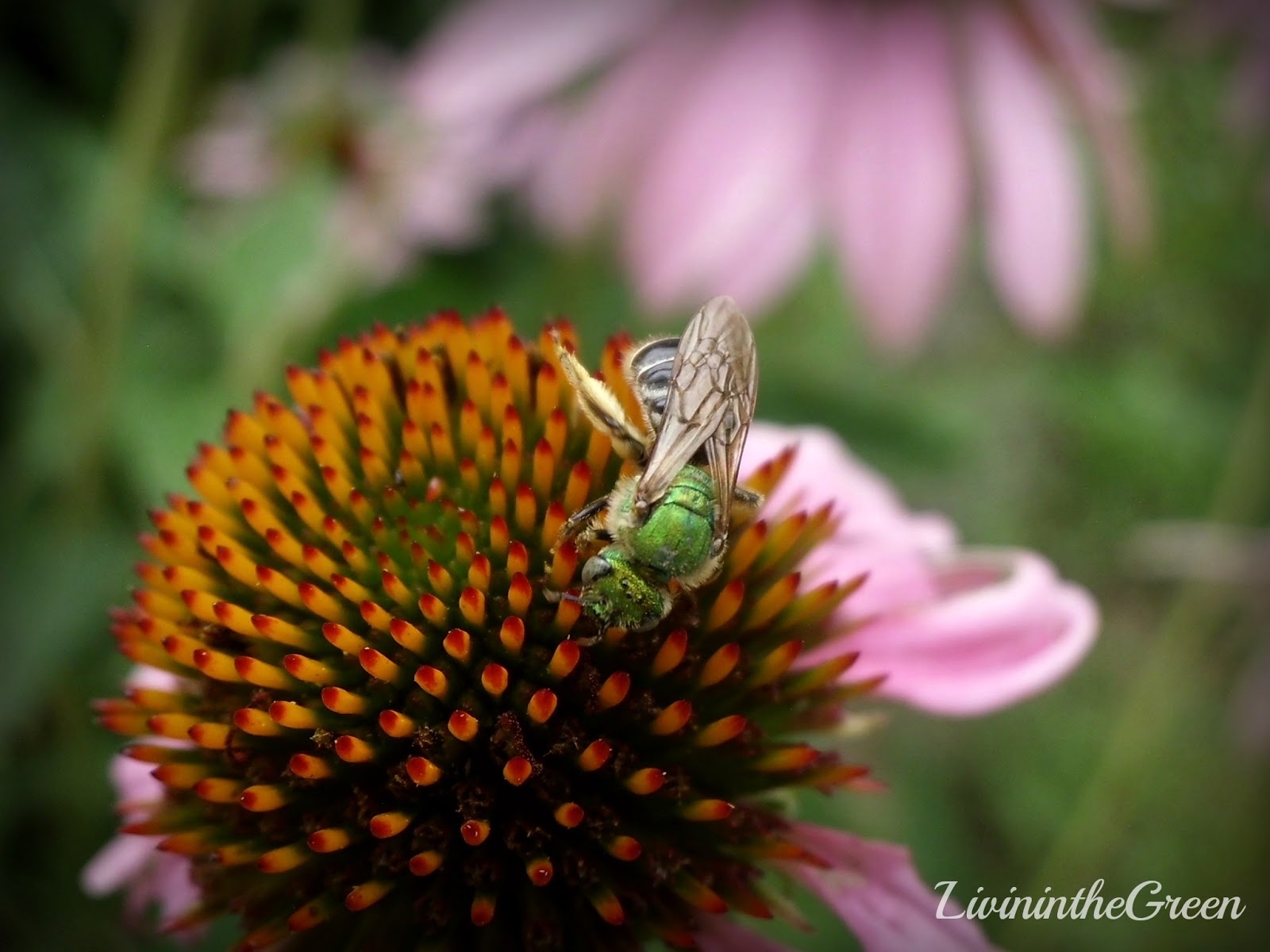 Livin' In The Green How to Make Your Own Echinacea Tea