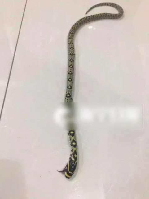 Beli Mainan Untuk Anak, Ibu ini Kaget Saat Buka Paket Muncul Seokar Ular