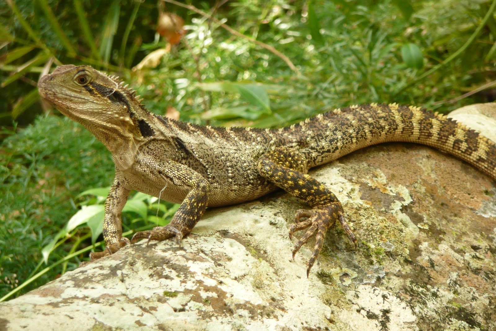 Water Dragons REPTILES EASTERN WATER DRAGON