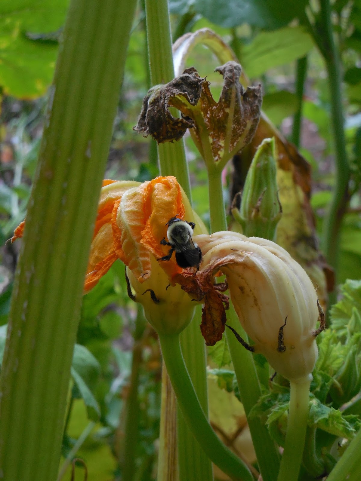 Share it! Science "Flight of the Pollinators" a PicturePerfect