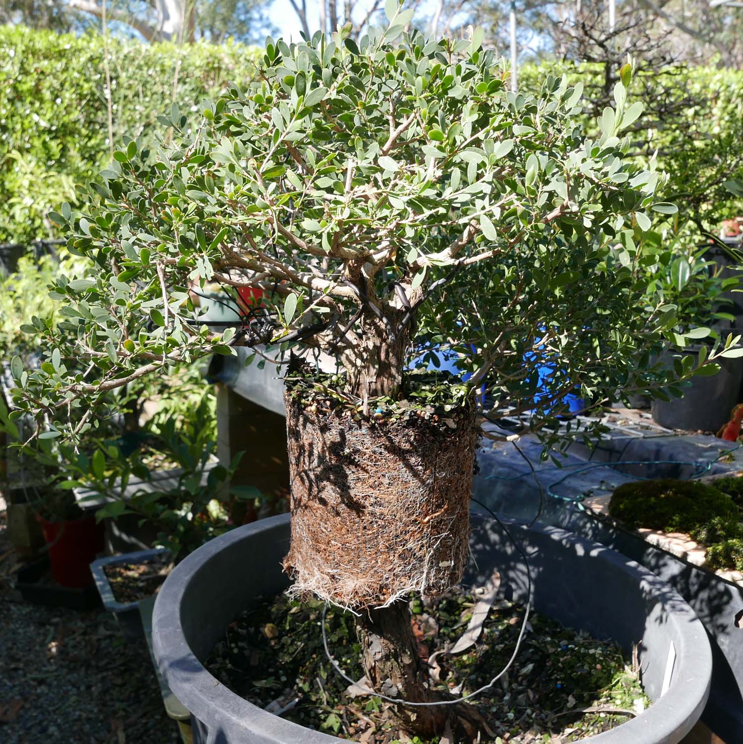 Download Stephen Cullum S Bonsai Pottery Post 243 Air Layering Of A For iPhone Get Wallpaper Stephen Cullum S Bonsai Pottery Post 243 Air Layering Of A For Android