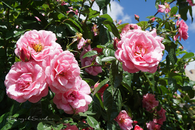 Heckenrose