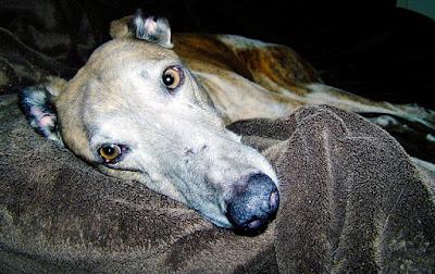alt="galgo greyhound tumbado en el sofa"