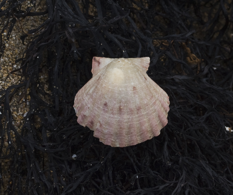 Paseos por la naturaleza Pecten maximus. Vieira.