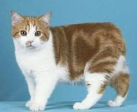 Jenis Kucing - Aghnan (The Aghnanisme)