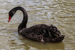 swan bird wednesday linking