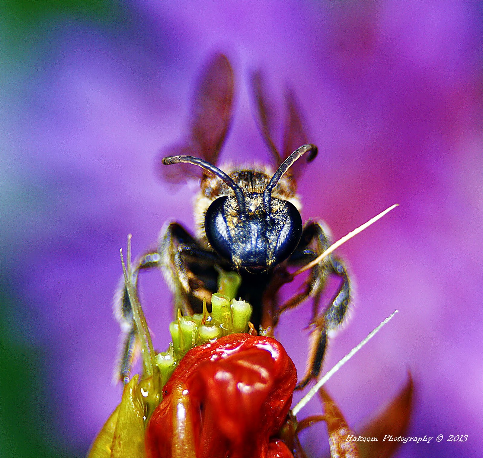 Hakeem Photography Bee Happy