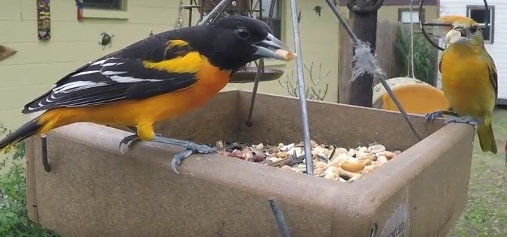 wild birds unlimited wild birds unlimited