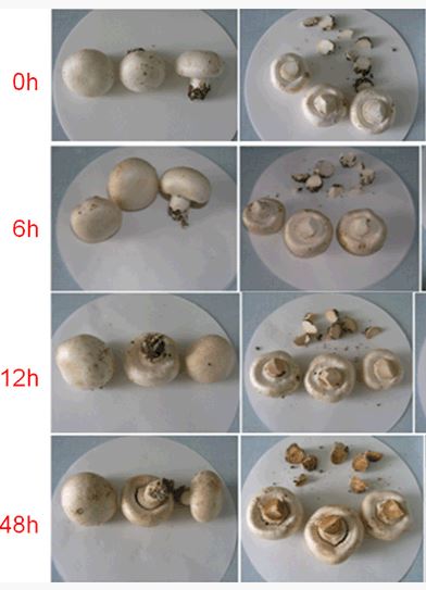 Cultivation of button mushroom ppt picture