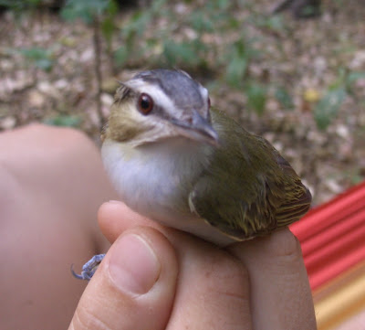 Vireo olivaceus Nicaragua birding