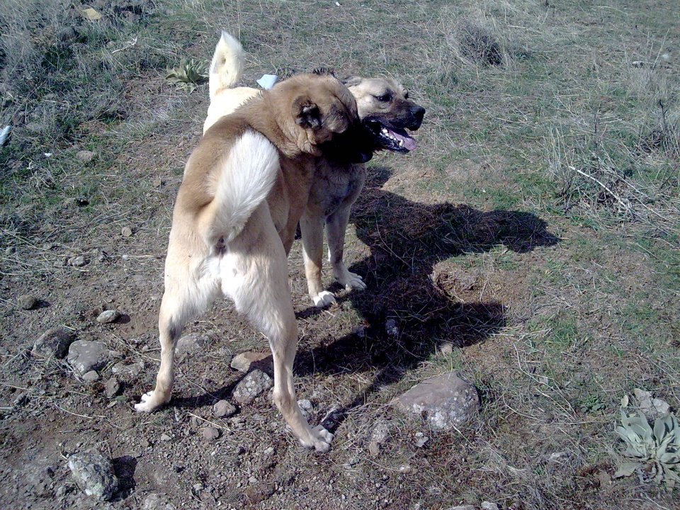 kangal kurt dövüşü « Anadolu Köpekleri
