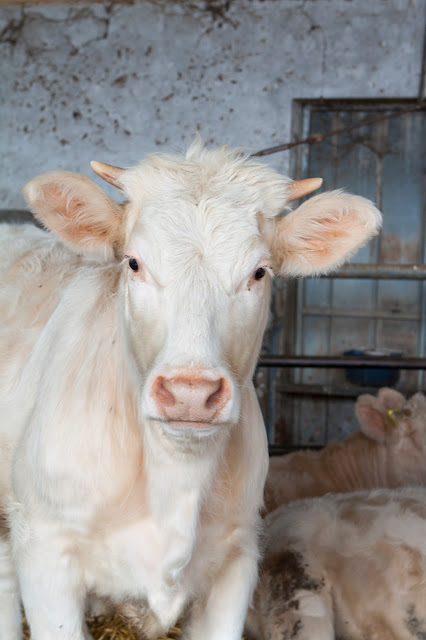 Vacche-Agriturismo il Giglio a Massama