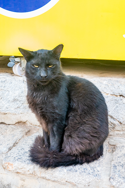 Cats of Greece - cats are commonplace in Greece. They are well taken care of by the community and very friendly. You can even pet them if you wish! Here are some of the cats we found in Poros, Epidavros, Náfplio, and Hydra. #cats #travel #greece #europe Cats of Greece - cats are commonplace in Greece. They are well taken care of by the community and very friendly. You can even pet them if you wish! Here are some of the cats we found in Poros, Epidavros, Náfplio, and Hydra. #cats #travel #greece #europe