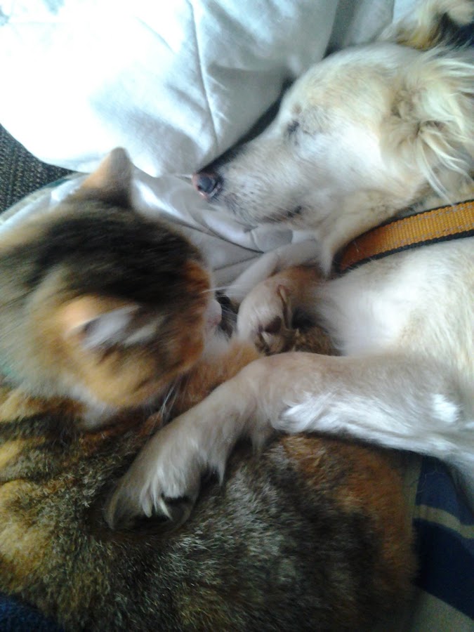 Perro y gato durmiendo juntos la siesta