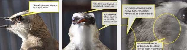 Tips Merawat Burung Trucukan A 605 S com