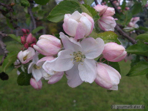 Apfel-Blüte