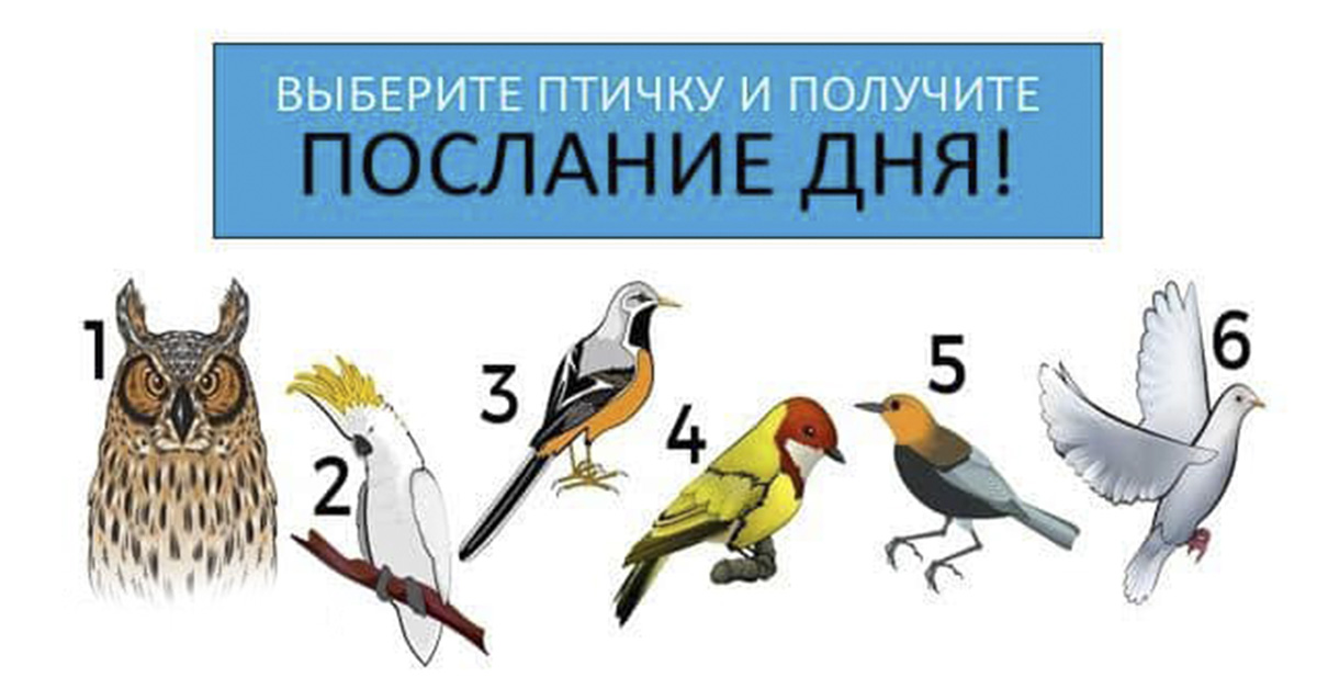 Тест-предсказание Летняя птица изображения Тест-предсказание Летняя птица изоражения