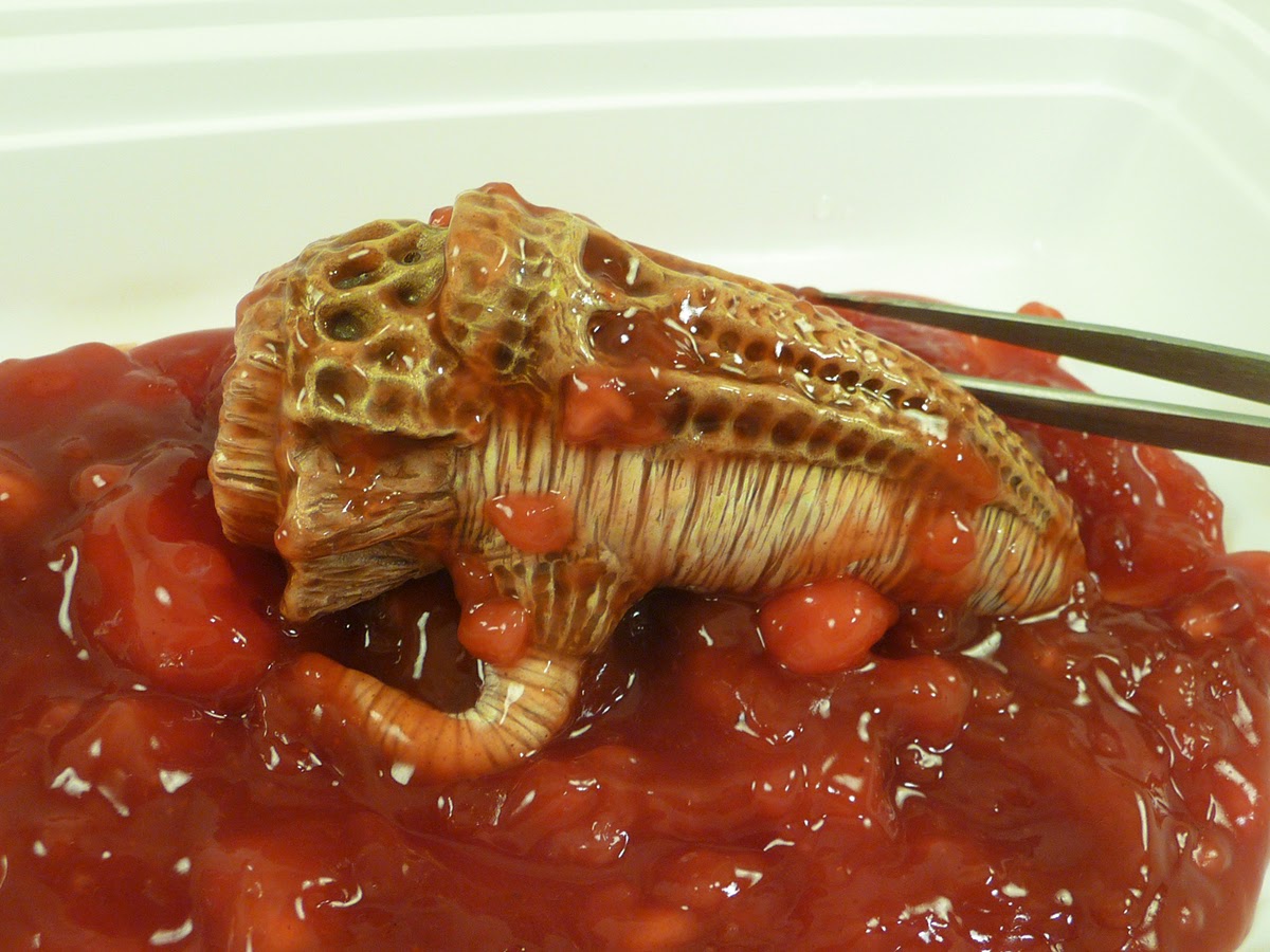 Food You Should Eat On Kimiotherepy Food You Should Eat On Kimiotherepy