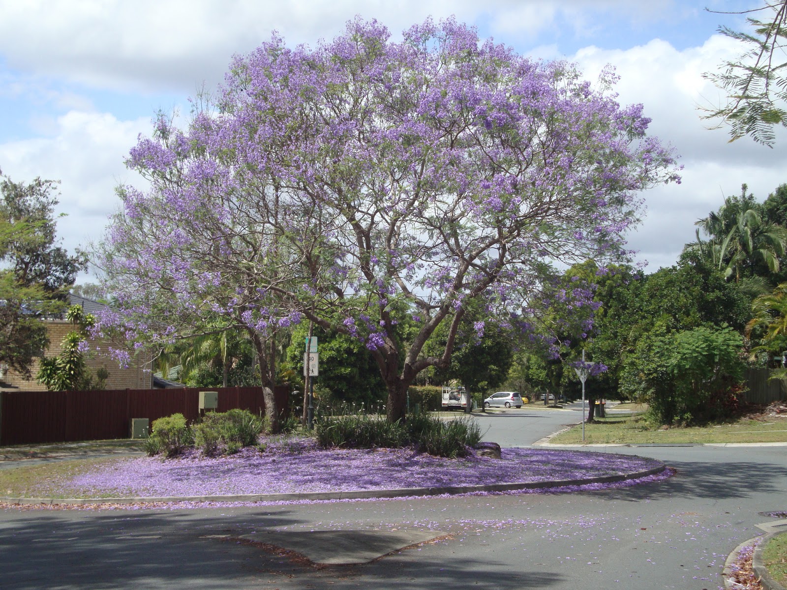 Street Trees of Brisbane Street Trees of Brisbane