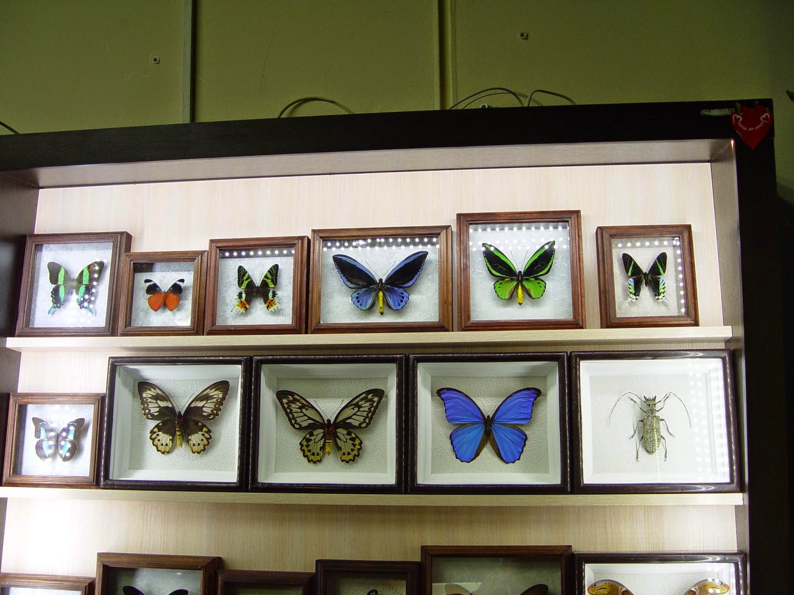 Выставка бабочек и пауков тула рио. Выставка бабочек. Музеи и выставки бабочек. Выставочный центр Серпухов выставка бабочек. Экспозиция бабочек.