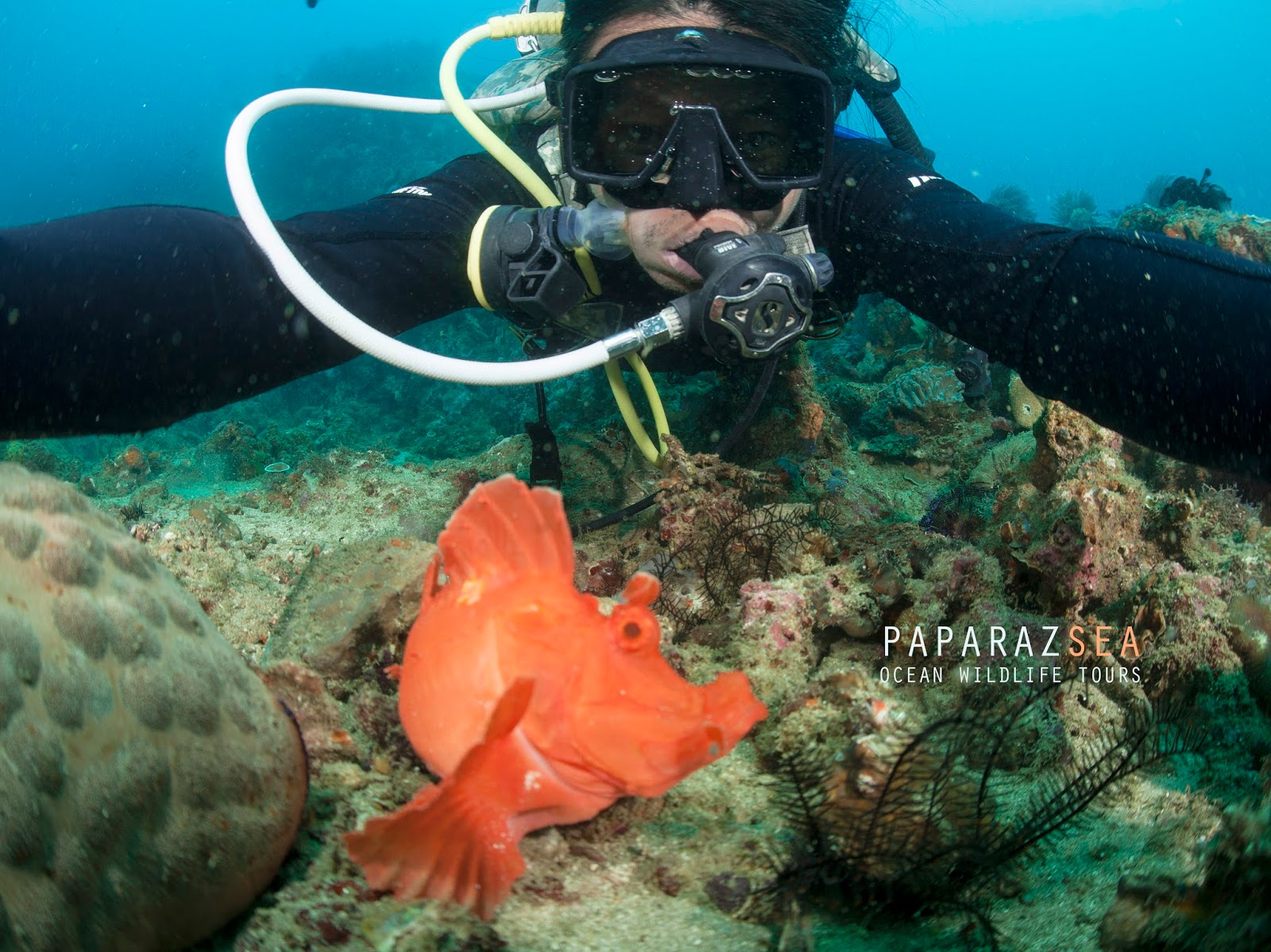 finding rhinopias in anilao