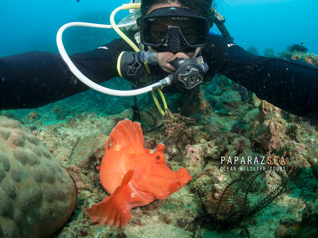 Scuba Diving, Underwater Photography, Philippines, Diving, Jun Lao