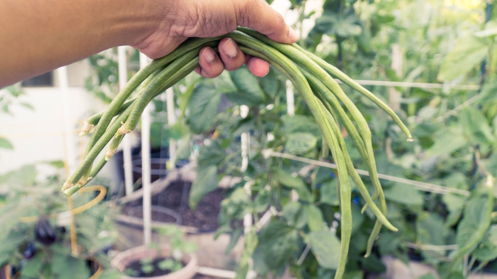 California Gardening How to Grow Asparagus or Yard Long Beans in