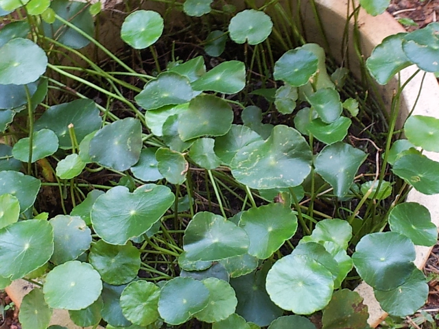 Kehidupan Alam: Projek Taman Mini Herba