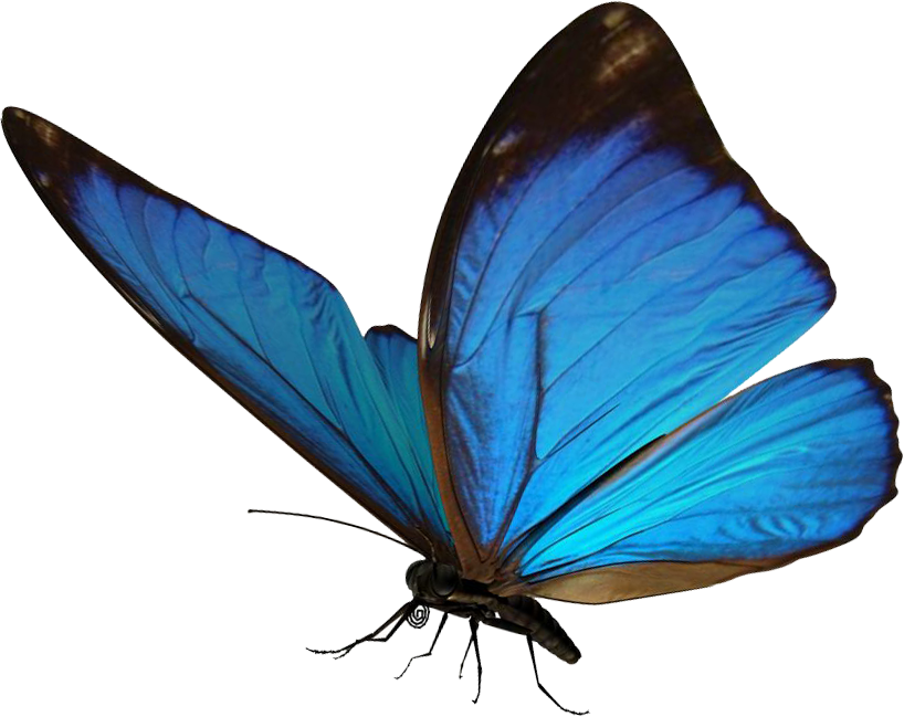 Прозрачная бабочка пнг