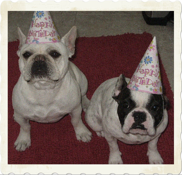 Two French Bulldogs: Birth Day