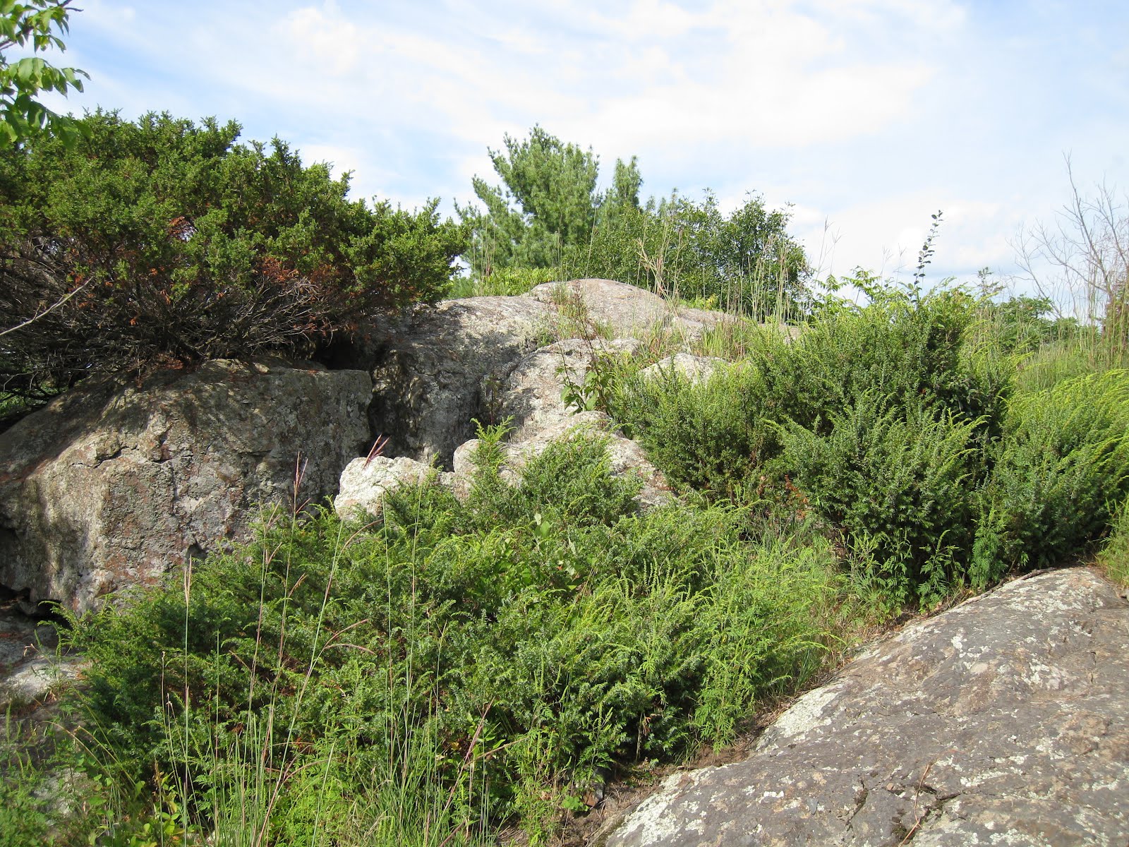 Urban Native Landscaper Native Evergreen Shrubs of Minnesota