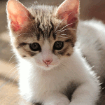 neko