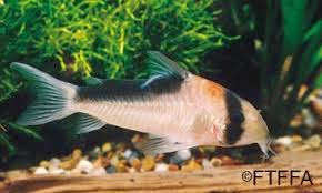 Corydora de Adolfo Corydora de Adolfo