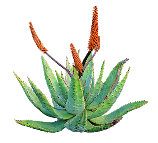 Aloe Vera Face Mask For Acne Aloe Vera Face Mask For Acne