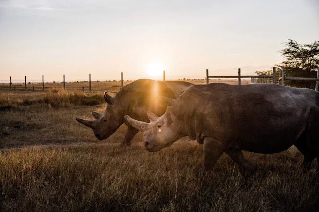 Stunning Photos Of The Last Two Northern White Rhinos Alive