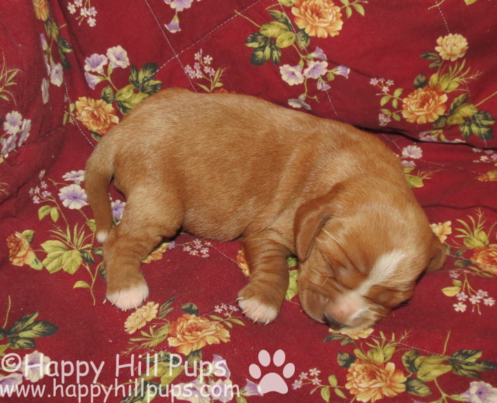 Happy Hill Beagliers Pepper's Puppies 8 Days Old