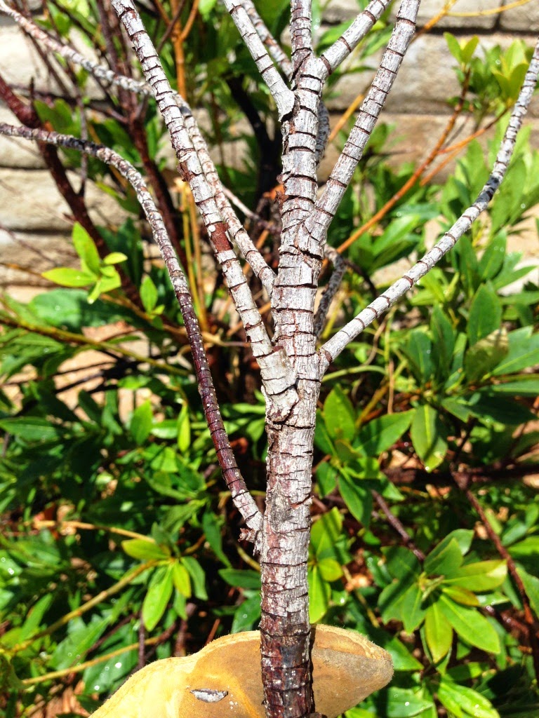 Xtremehorticulture of the Desert Japanese Blueberry Top Dieback Part II