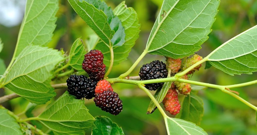 Be Well Naturally: Mulberry and Heart Disease