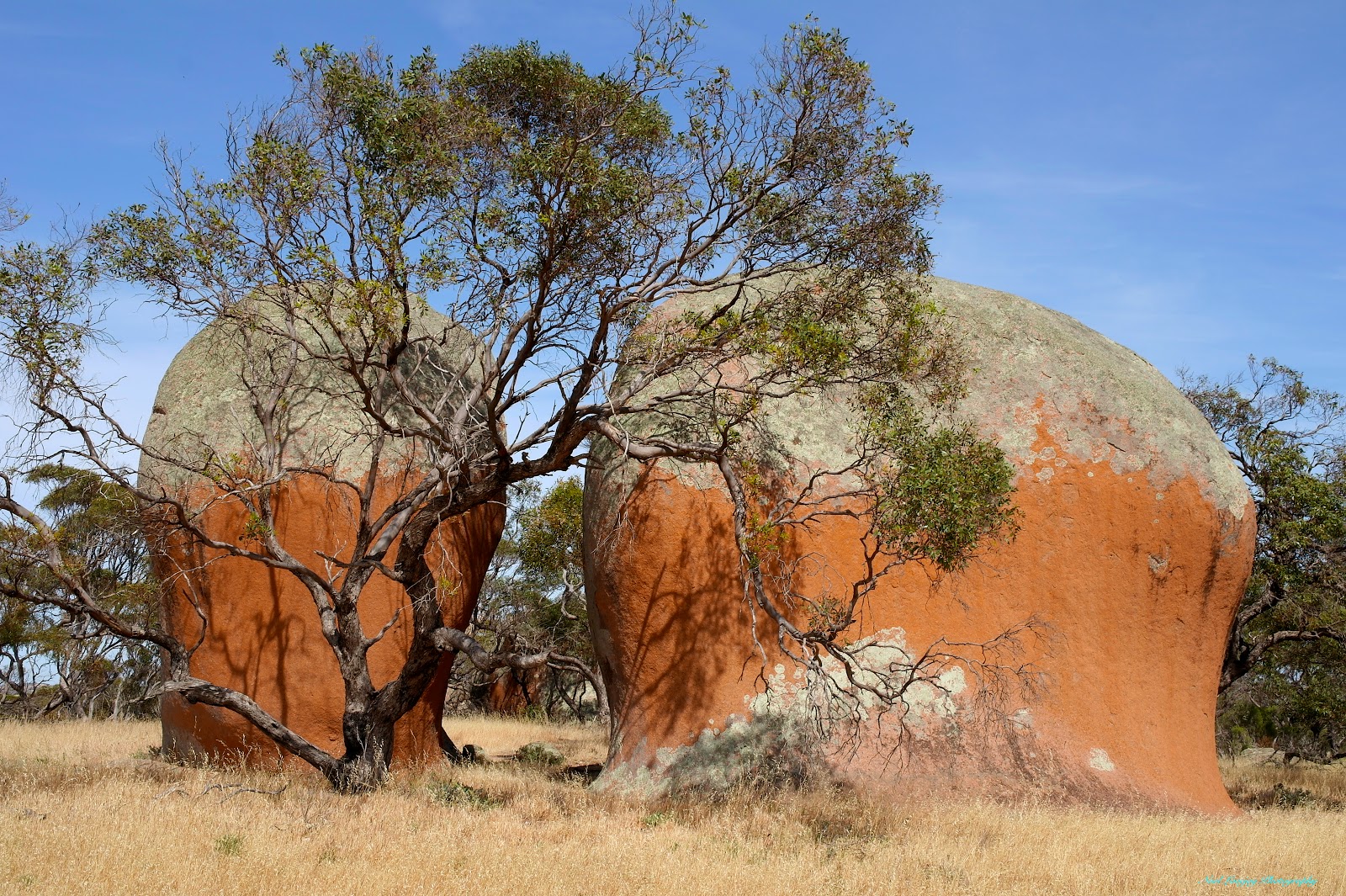 Can Go Around Australia Streaky Bay, SA.