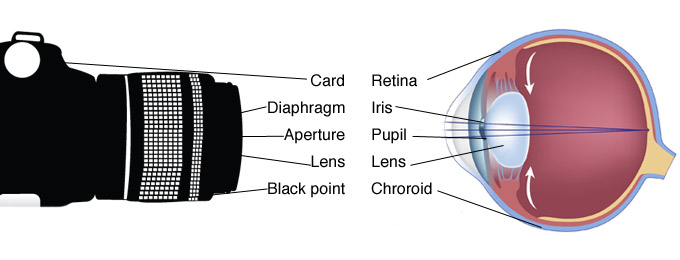 How Does The Human Eye Work All About The Eyes Medical School