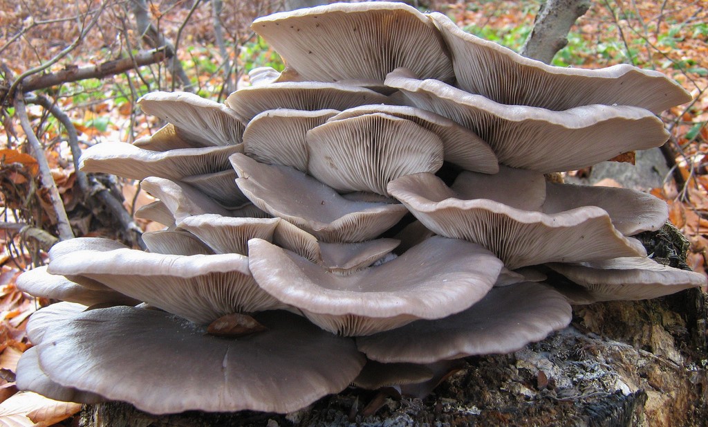 Un pensionato in cucina Cotolette di funghi Pleurotus.
