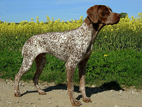 pointer fransız pointer