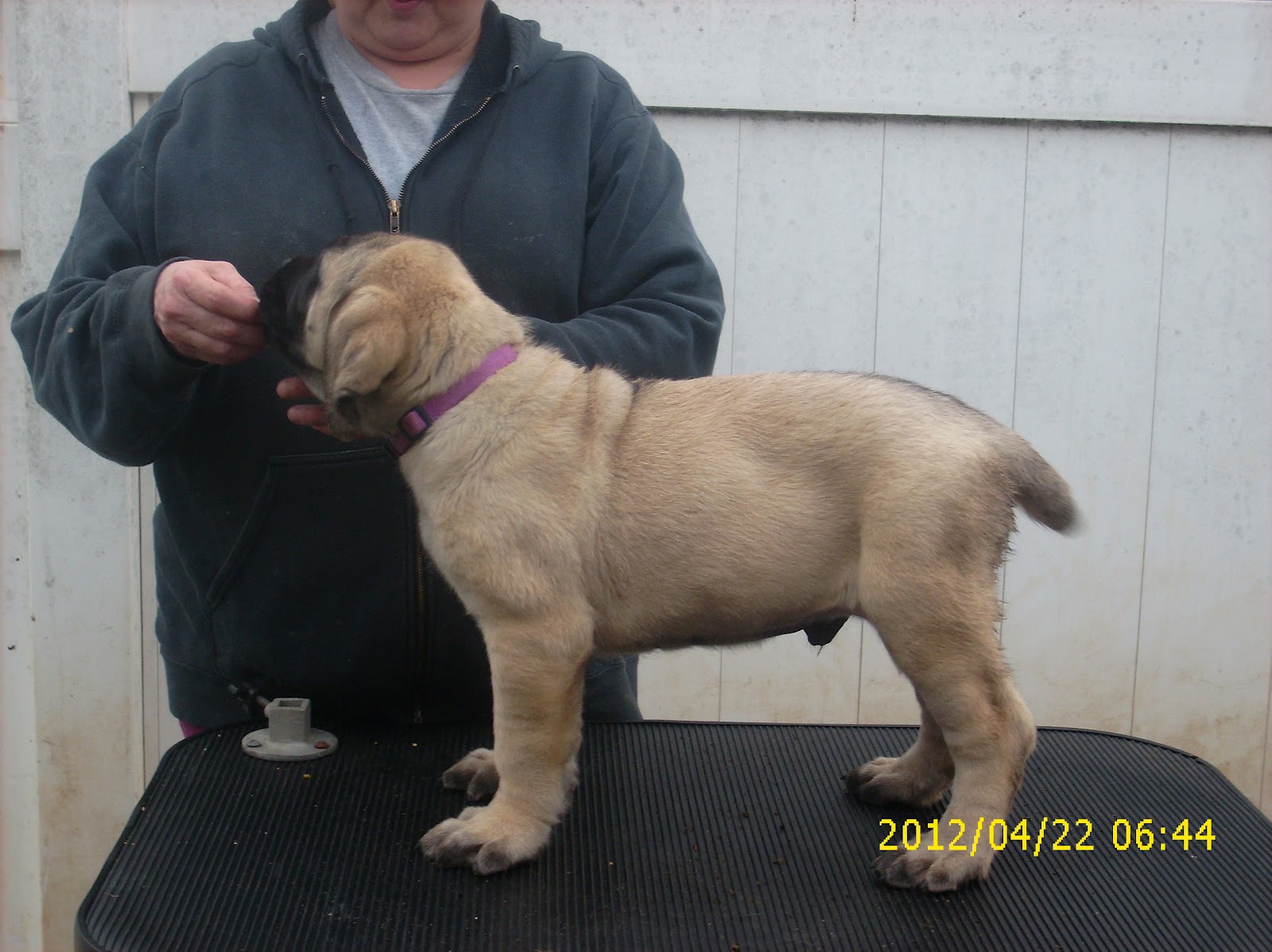 to Kiokee Mastiffs Gracie & Brian's Babies9 weeks oldMore