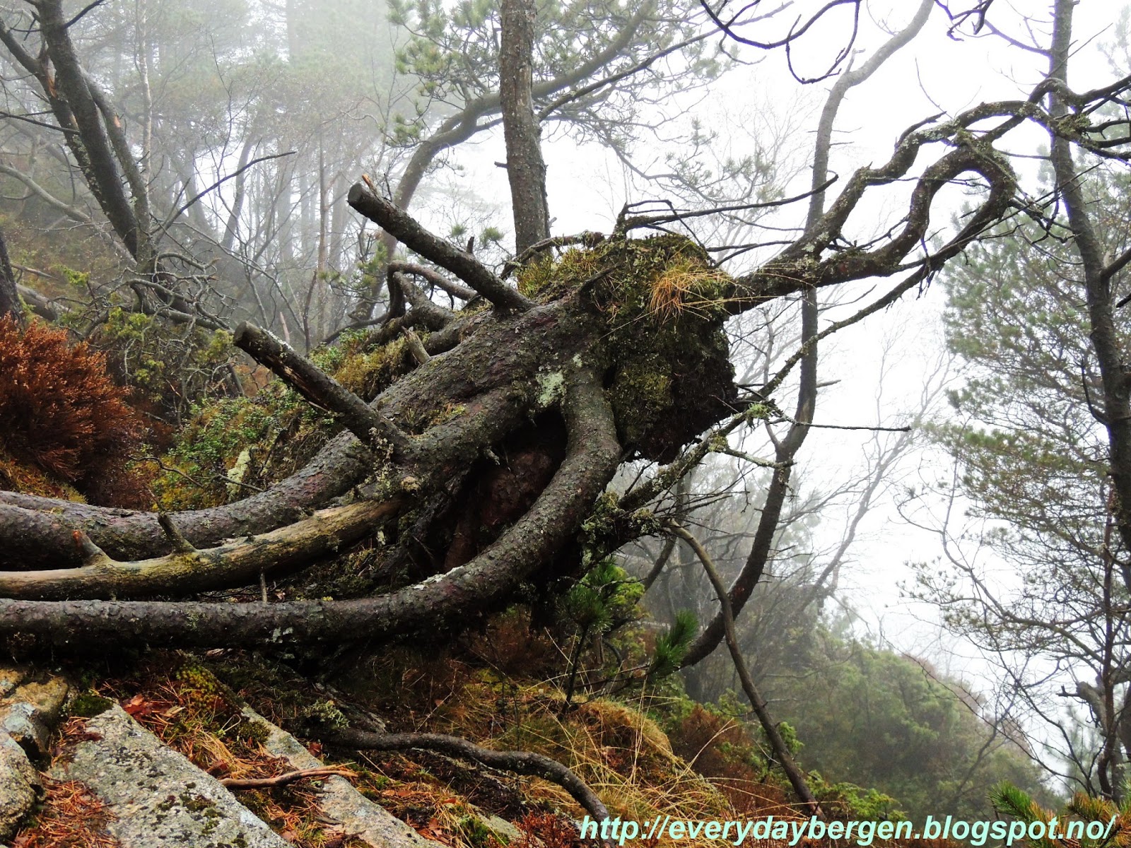 Misty wet forrest