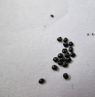 Celosia's seeds