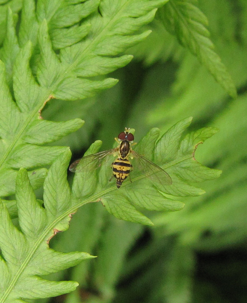bug eric dont sweat em sweat flies
