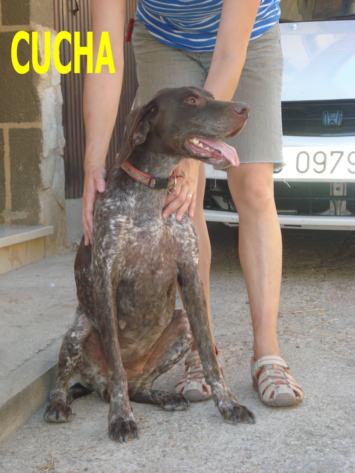Como Corregir A Un Cachorro Sin Pegarle